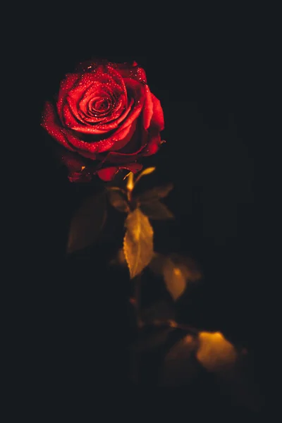 Draufsicht Und Nahaufnahme Blühende Schöne Rosenblüte Das Konzept Des Valentinstags — Stockfoto