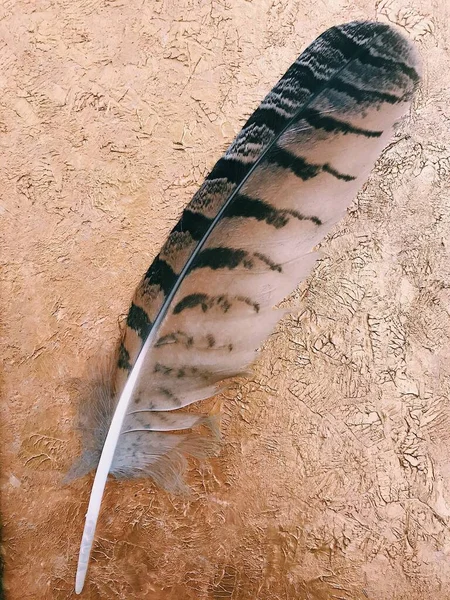白い背景の上の羽のクローズアップ テキストのレイアウト 様式ミニマリズム — ストック写真
