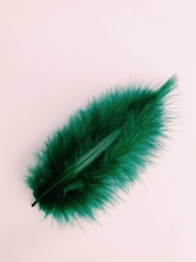 Beyaz Arkaplan Üzerindeki Tüyler 'in yakın plan planı, metin için. Biçim minimalizmi.