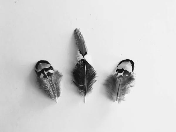 羽の質感の背景 テキストのレイアウト — ストック写真