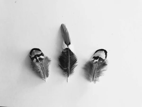 羽の質感の背景 テキストのレイアウト — ストック写真