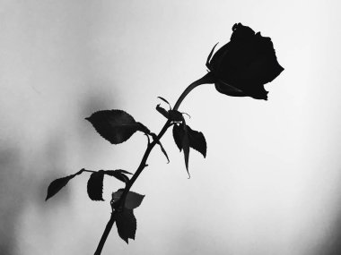 Güzel açan gül çiçeği. kaybet ve renkli makro fotoğraf. Sevgililer Günü konsepti. 