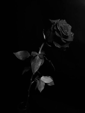 Güzel açan gül çiçeği. kaybet ve renkli makro fotoğraf. Sevgililer Günü konsepti. 