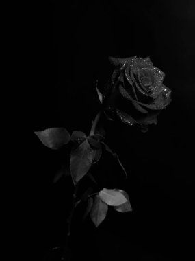 Güzel açan gül çiçeği. kaybet ve renkli makro fotoğraf. Sevgililer Günü konsepti. 