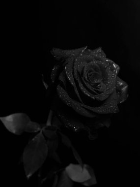 Güzel açan gül çiçeği. kaybet ve renkli makro fotoğraf. Sevgililer Günü konsepti. 