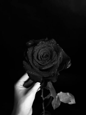 Güzel açan gül çiçeği. kaybet ve renkli makro fotoğraf. Sevgililer Günü konsepti. 