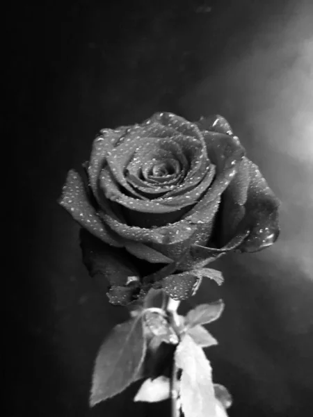 Όμορφο Λουλούδι Τριαντάφυλλο Lose Και Έγχρωμη Μακροεντολή Φωτογραφία Ημέρα Του — Φωτογραφία Αρχείου