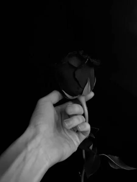 Прекрасна Квітуча Троянда Втрата Кольорові Макро Фотографії Концепція Дня Святого — стокове фото