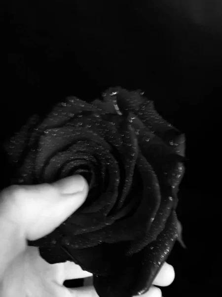 Piękny Kwitnący Kwiat Róży Przegrana Kolorowe Zdjęcie Makro Koncepcja Walentynki — Zdjęcie stockowe