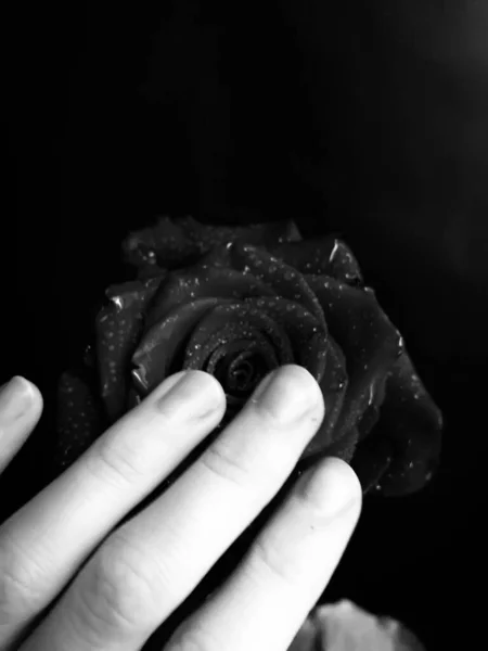 Прекрасный Цветущий Цветок Розы Lose Цветное Макрофото День Святого Валентина — стоковое фото