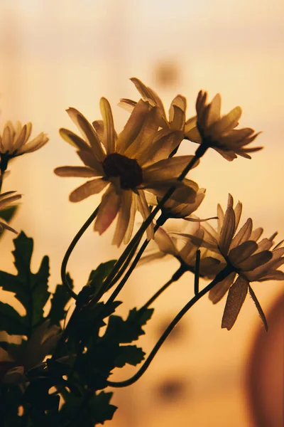 Levende Planten Het Interieur Zwart Wit Stillevens Van Bloemen Close — Stockfoto