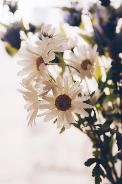 Φυσικό Φόντο Έγχρωμη Φωτογραφία Φυτών Και Λουλουδιών Χώρος Για Κείμενο — Φωτογραφία Αρχείου