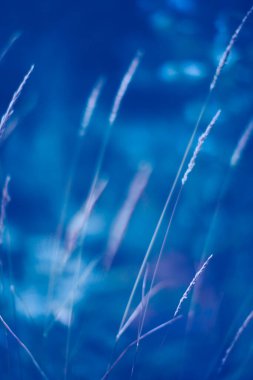 Bahçe arka planında klasik Mavi Pantone renk Yaprakları.