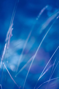 Bahçe arka planında klasik Mavi Pantone renk Yaprakları.