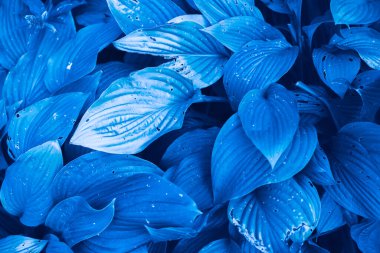 Bahçe arka planında klasik Mavi Pantone renk Yaprakları.