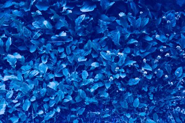 Bahçe arka planında klasik Mavi Pantone renk Yaprakları.