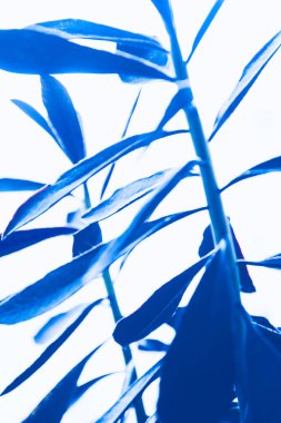 Bahçe arka planında klasik Mavi Pantone renk Yaprakları.