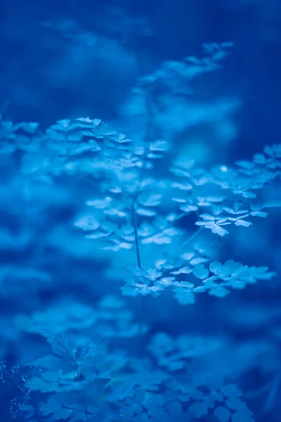 Clássico Azul Pantone Cor Folhas Fundo Jardim — Fotografia de Stock