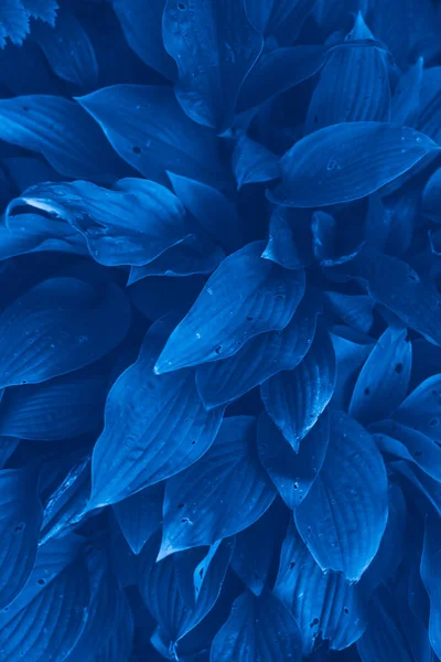 Klasszikus Kék Pantone Szín Levelek Kerti Háttér — Stock Fotó
