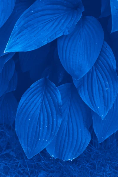 Klasszikus Kék Pantone Szín Levelek Kerti Háttér — Stock Fotó