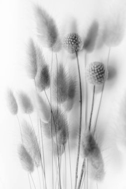 Bitkilerin arkaplan ve dokusu, soyut ve desen 