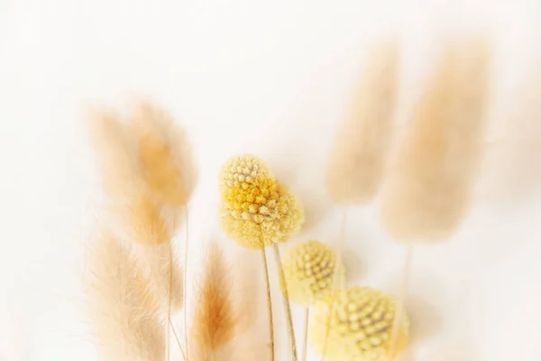 Achtergrond Textuur Van Planten Abstract Patroon — Stockfoto