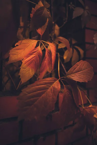木々の上にカラフルな葉と美しい秋の風景 自然の秋の背景 公園内の赤 オレンジ 黄色の葉 — ストック写真