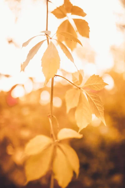 Hermoso Paisaje Otoñal Con Hojas Coloridas Los Árboles Fondo Natural —  Fotos de Stock