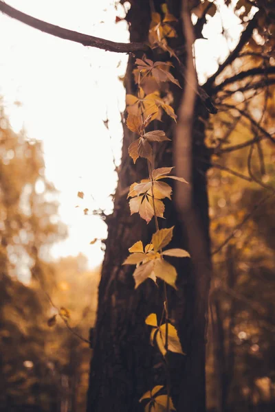 Prachtig Herfstlandschap Met Kleurrijke Bladeren Aan Bomen Natuurlijke Herfst Achtergrond — Stockfoto