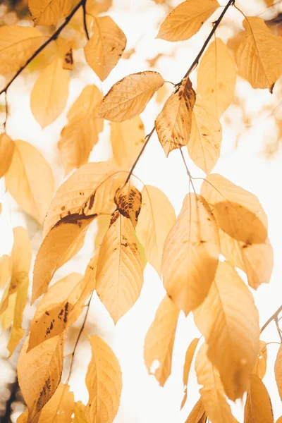 Schöne Herbstlandschaft Mit Bunten Blättern Bäumen Natürlicher Herbsthintergrund Rote Orangefarbene — Stockfoto