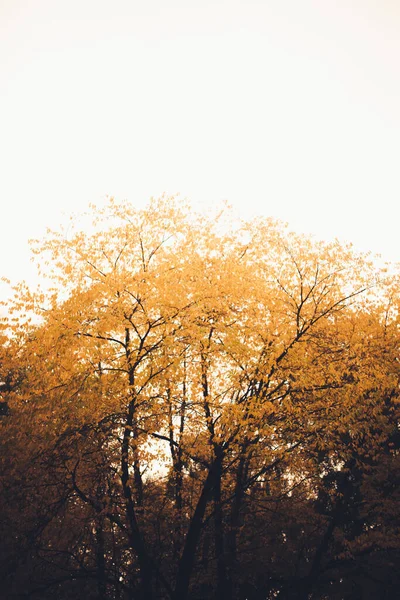 Красивий Золотий Осінній Пейзаж Різнокольоровими Листям Деревах Природний Осінній Фон — стокове фото