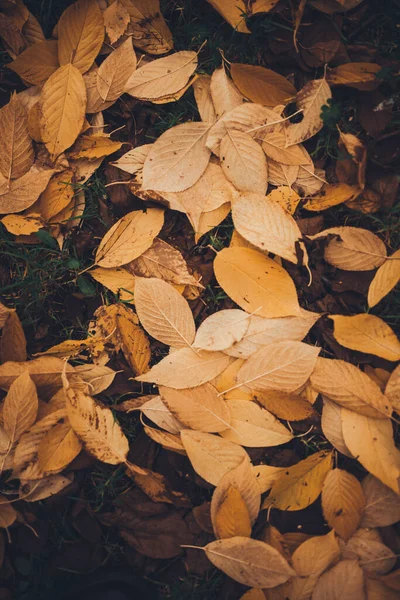 Beau Paysage Automne Doré Avec Des Feuilles Colorées Sur Les — Photo