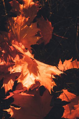 Ağaçlarda renkli yaprakları olan güzel altın sonbahar manzarası. Doğal sonbahar geçmişi. Parkta kırmızı, turuncu ve sarı yapraklar. 