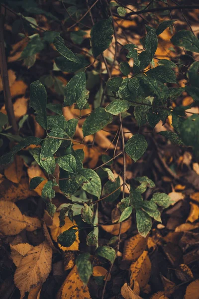 아름다운 황금빛 풍경과 나뭇잎이 나무들 자연적 공원에 — 스톡 사진