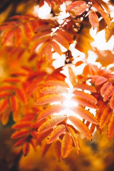 木々の上にカラフルな葉を持つ美しい金の秋の風景 自然の秋の背景 公園内の赤 オレンジ 黄色の葉 — ストック写真