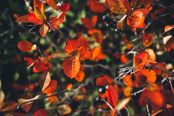 木々の上にカラフルな葉を持つ美しい金の秋の風景 自然の秋の背景 公園内の赤 オレンジ 黄色の葉 — ストック写真