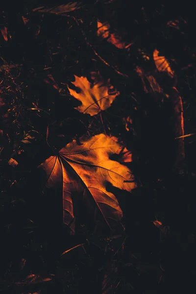 Beau Paysage Automne Doré Avec Des Feuilles Colorées Sur Les — Photo