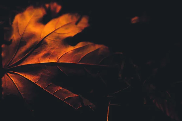 Bellissimo Paesaggio Autunnale Oro Con Foglie Colorate Sugli Alberi Fondo — Foto Stock