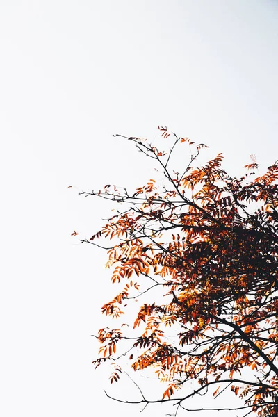 Schöne Goldene Herbstlandschaft Mit Bunten Blättern Bäumen Natürlicher Herbsthintergrund Rote — Stockfoto