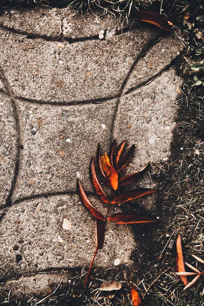 아름다운 황금빛 풍경과 나뭇잎이 나무들 자연적 공원에 — 스톡 사진