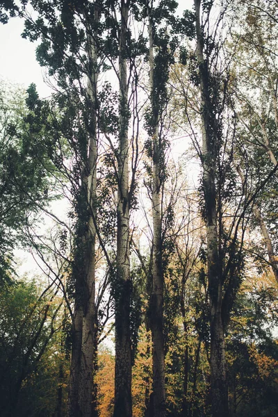 Fundos Naturais Floresta Mágica Árvores Bela Paisagem Florestal Colorida — Fotografia de Stock