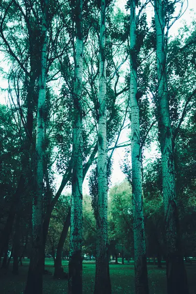 Φυσικό Υπόβαθρο Μαγικό Δάσος Και Δέντρα Όμορφο Χρωματιστό Δασικό Τοπίο — Φωτογραφία Αρχείου
