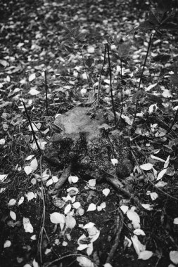 Doğal altyapılar, orman manzarası, sihirli kökler ve dallar.