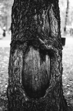 Doğal altyapılar, orman manzarası, sihirli kökler ve dallar.