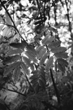 Hollanda 'daki büyülü ilkel orman büyüsü. Doğanın siyah ve beyaz manzarası.