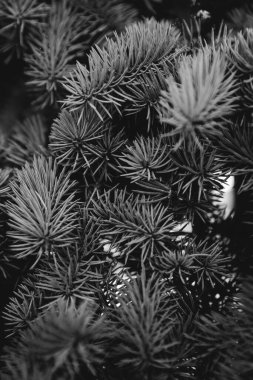 Hollanda 'daki büyülü ilkel orman büyüsü. Doğanın siyah ve beyaz manzarası.