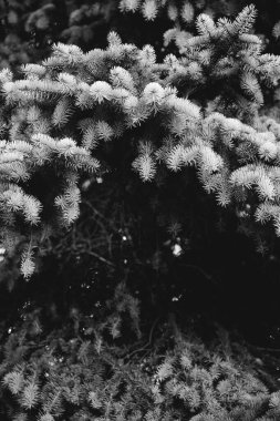 Hollanda 'daki büyülü ilkel orman büyüsü. Doğanın siyah ve beyaz manzarası.