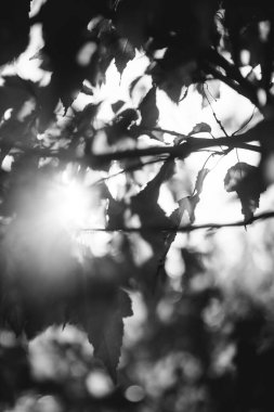 Hollanda 'daki büyülü ilkel orman büyüsü. Doğanın siyah ve beyaz manzarası.