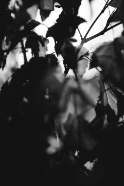 Hollanda 'daki büyülü ilkel orman büyüsü. Doğanın siyah ve beyaz manzarası.