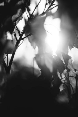 Hollanda 'daki büyülü ilkel orman büyüsü. Doğanın siyah ve beyaz manzarası.